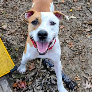 Chop, Terrier, American Staffordshire, adult, available for adoption