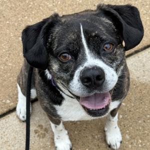 Ronco, Beagle, senior, available for adoption