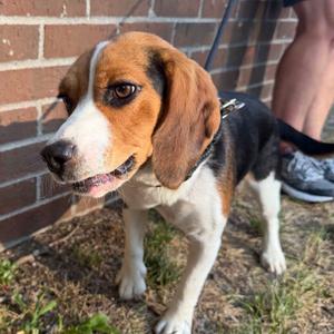 Cupcake, Beagle, adult, available for adoption