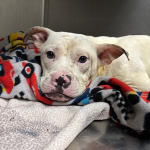 Aster, Terrier, American Staffordshire, adult, available for adoption