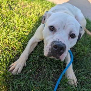 Daisy, Terrier, American Staffordshire, adult, available for adoption