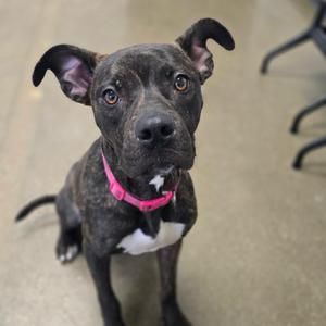 A black and white dog with a pink collar sitting on a concrete floor.