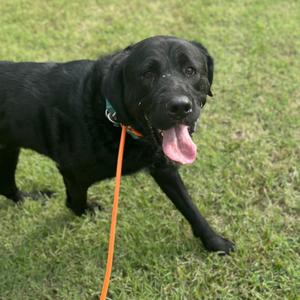 Pesto, Wolfhound, Irish, adult, available for adoption