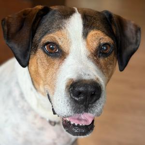 Lucy, Terrier, American Staffordshire, adult, available for adoption