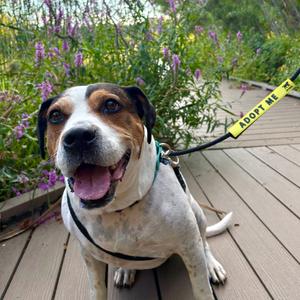 Lucy - In Foster, Terrier, American Staffordshire, adult, available for adoption