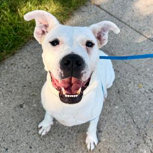 Sugar, Dogo Argentino, adult, available for adoption