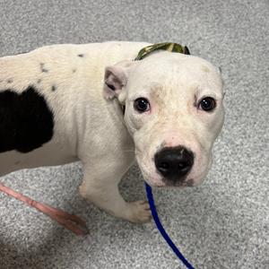 Charming, Terrier, American Staffordshire, adult, available for adoption