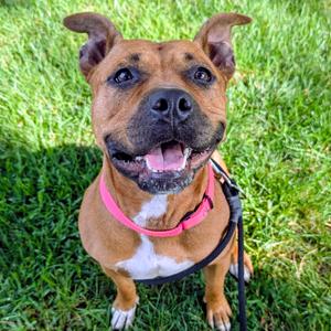Cherry, Terrier, American Staffordshire, adult, available for adoption