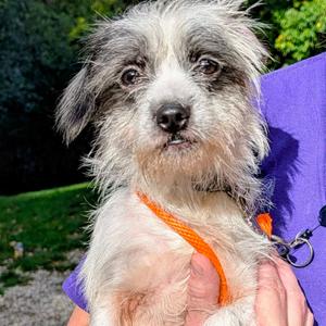 Basil, Shih Tzu, adult, available for adoption