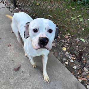 Duke, Terrier, Pit Bull, adult, available for adoption