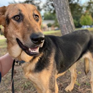 Fig, Shepherd, adult, available for adoption