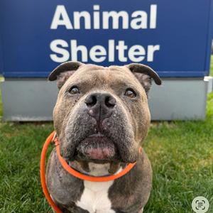 Rocko, Terrier, American Staffordshire, adult, available for adoption