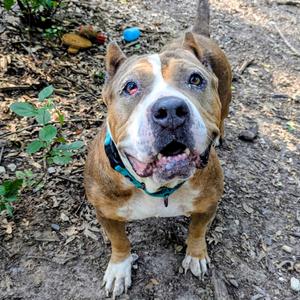 Luv, Terrier, American Staffordshire, adult, available for adoption