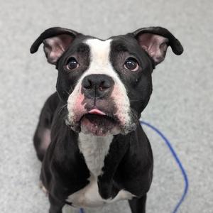 Beautiful, Boxer, adult, available for adoption