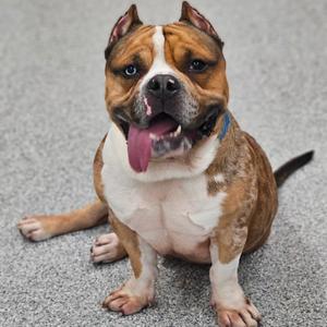 A brown and white dog with a pink tongue sticking out, sitting on a gray carpet.