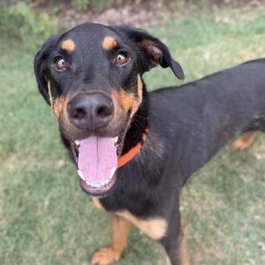 A black and tan dog with floppy ears and a red collar, standing on grass and looking up with its mouth open.