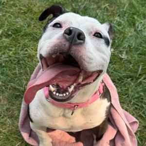 Mitzy, Terrier, American Staffordshire, adult, available for adoption