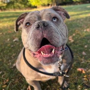 Malibu, Bulldog, adult, available for adoption