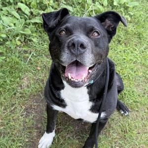 Dante, Terrier, American Staffordshire, adult, available for adoption