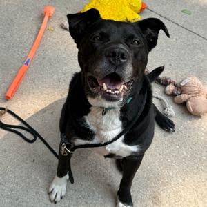 Dante, Terrier, American Staffordshire, adult, available for adoption