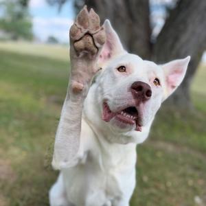 A white dog with its paw raised, standing on grass with a tree in the background.