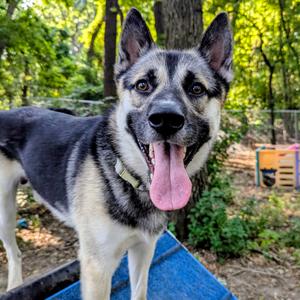 Marvel, Shepherd, German, adult, available for adoption