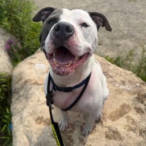 Bluu, Terrier, American Staffordshire, adult, available for adoption