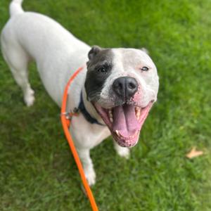 Bluu, Terrier, American Staffordshire, adult, available for adoption