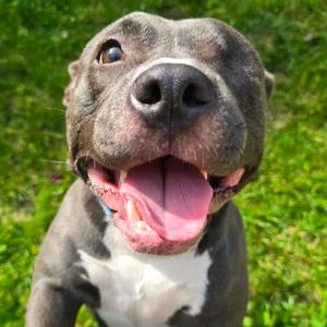Lemon, Terrier, American Staffordshire, adult, available for adoption