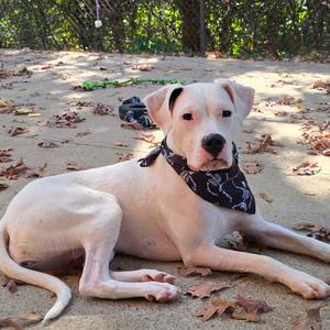 Fairy, Dogo Argentino, adult, available for adoption