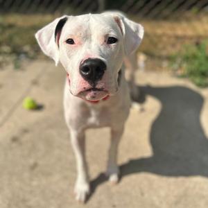 A white dog with black spots on its ears and face, standing on a concrete surface with a green tennis ball in the background.