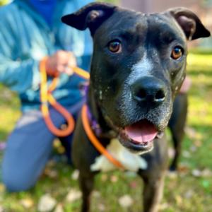 Maize, Terrier, American Staffordshire, adult, available for adoption