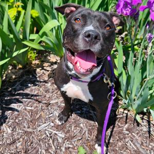 Maize, Terrier, American Staffordshire, adult, available for adoption