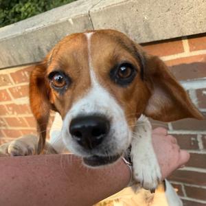 Princess Donut, Beagle, adult, available for adoption