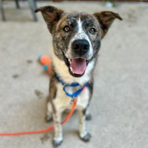 A happy dog with a brindle coat and a blue collar, sitting on a concrete surface with a red leash attached. The dog is smiling with its tongue out, and there is a colorful toy in the background.
