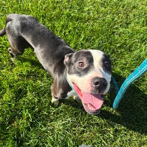 Jackie, Terrier, Pit Bull, adult, available for adoption