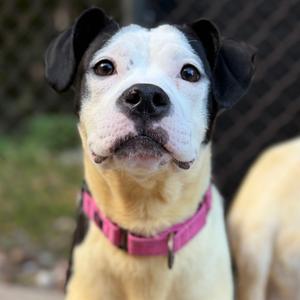 Lilo, Terrier, American Staffordshire, adult, available for adoption