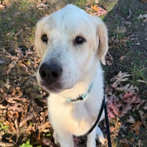 Andy, Pyrenees, Great, adult, available for adoption