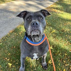 Mothball, Terrier, American Staffordshire, senior, available for adoption