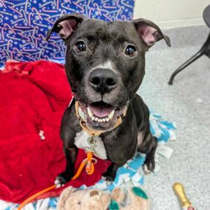 Brenna - In Foster, Terrier, American Staffordshire, adult, available for adoption