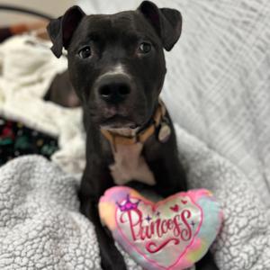Brenna - In Foster, Terrier, American Staffordshire, adult, available for adoption