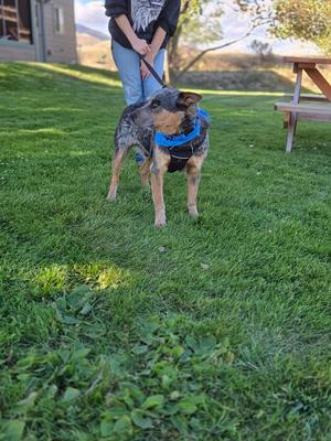 A dog wearing a blue harness standing on a grassy lawn, with a person holding its leash.