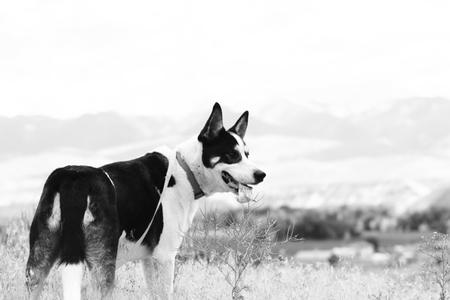 A black and white photo of a dog in a field.