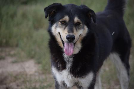 A black and white dog with a pink tongue sticking out, standing in a grassy area.
