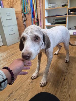 Caramel, Labradoodle, adult, available for adoption