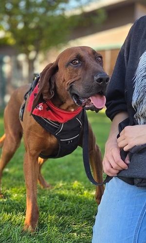 Benny, Redbone Coonhound, young, available for adoption