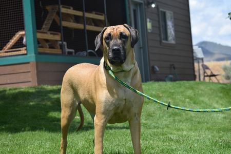 Peanut, Great Dane / Mastiff, adult, available for adoption