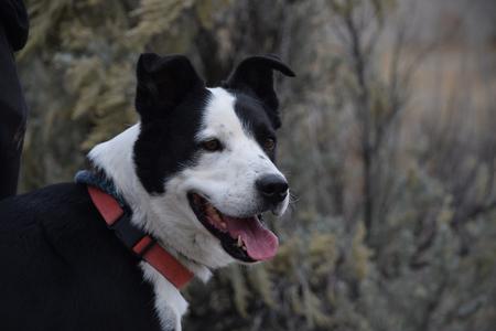 A black and white dog with a red collar, panting and looking to the side.
