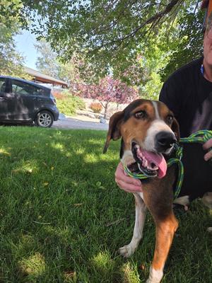 Winnie, Hound (Unknown Type), young, available for adoption