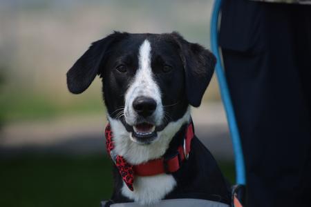 Pluto, Collie, young, available for adoption